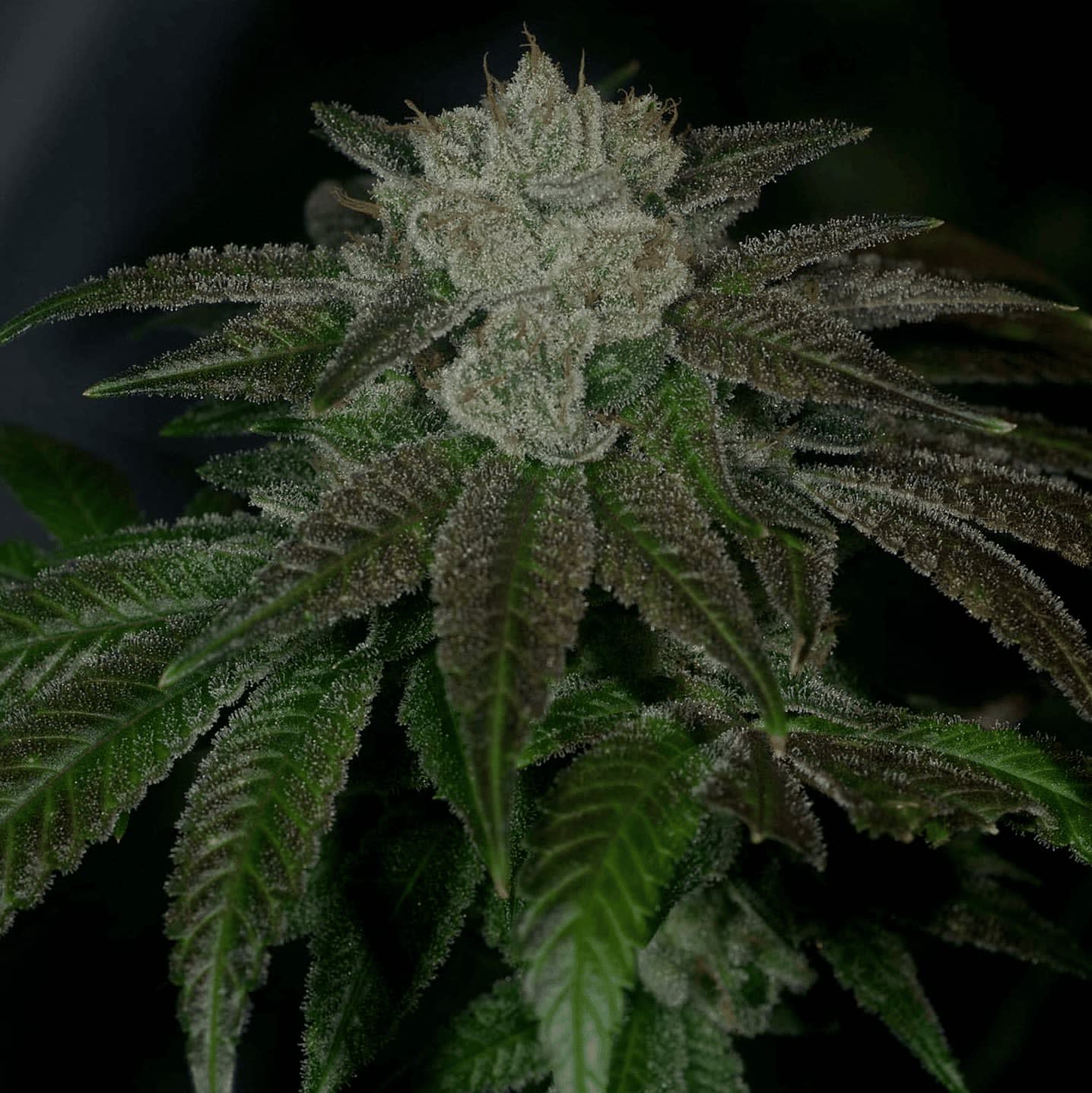 Cultivar image 1