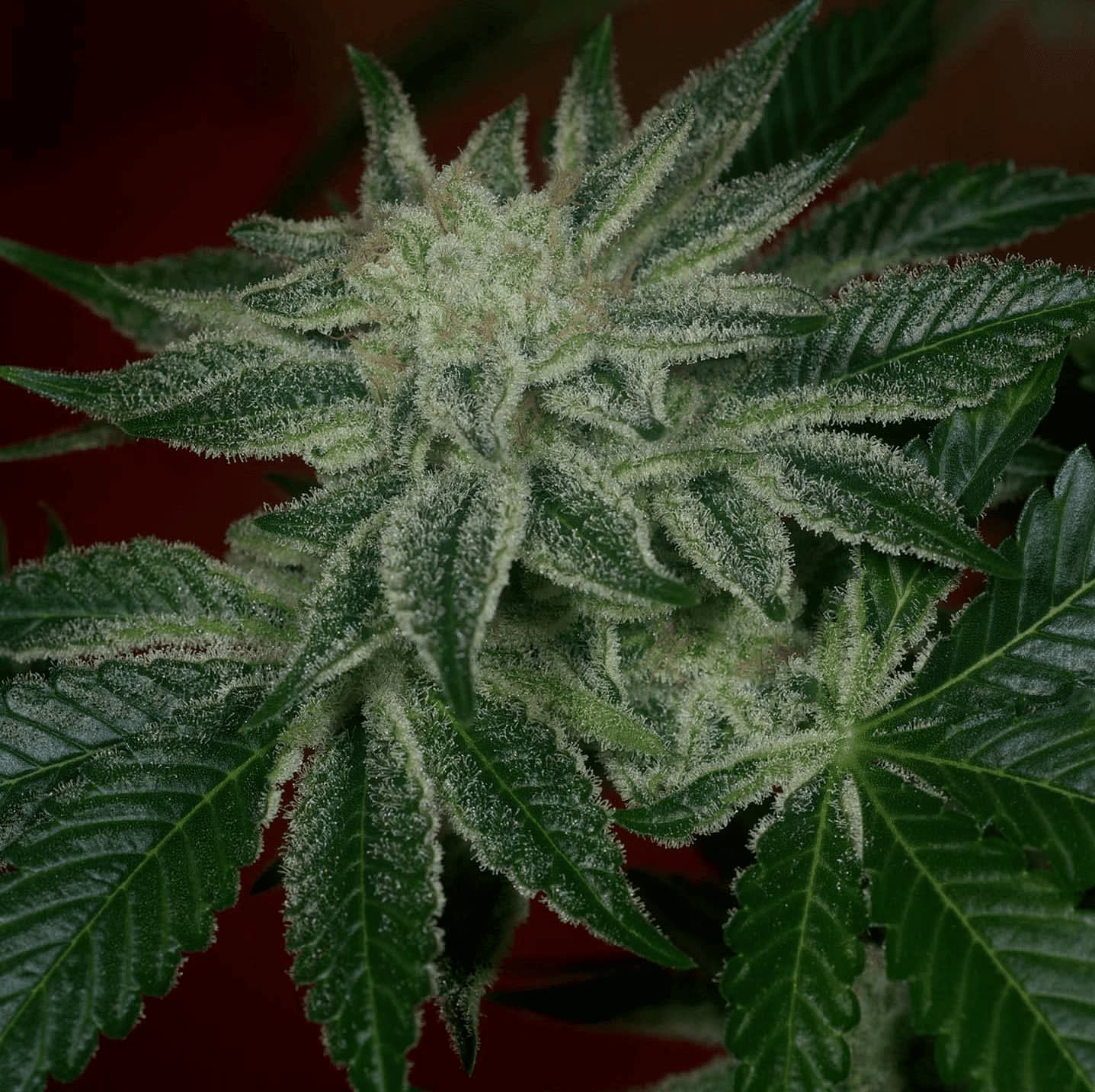 Cultivar image 1