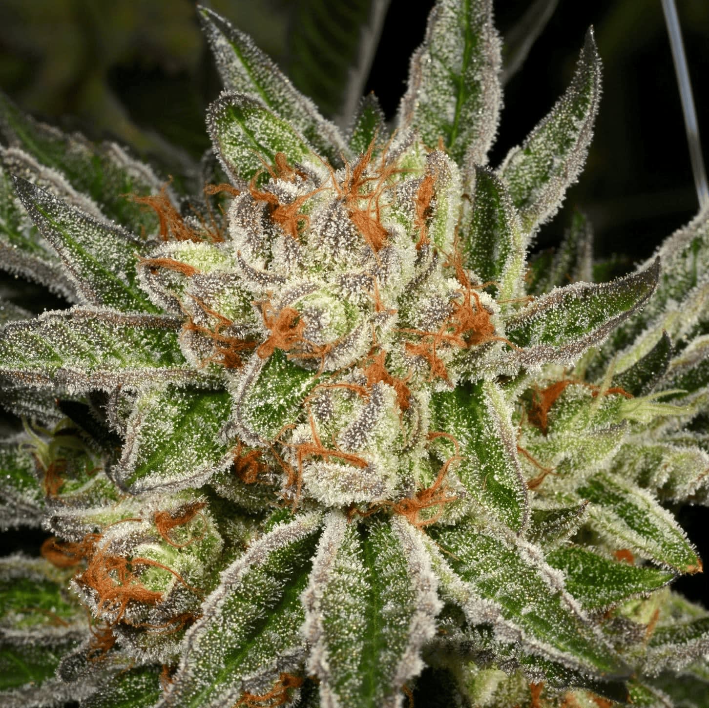Cultivar image 1