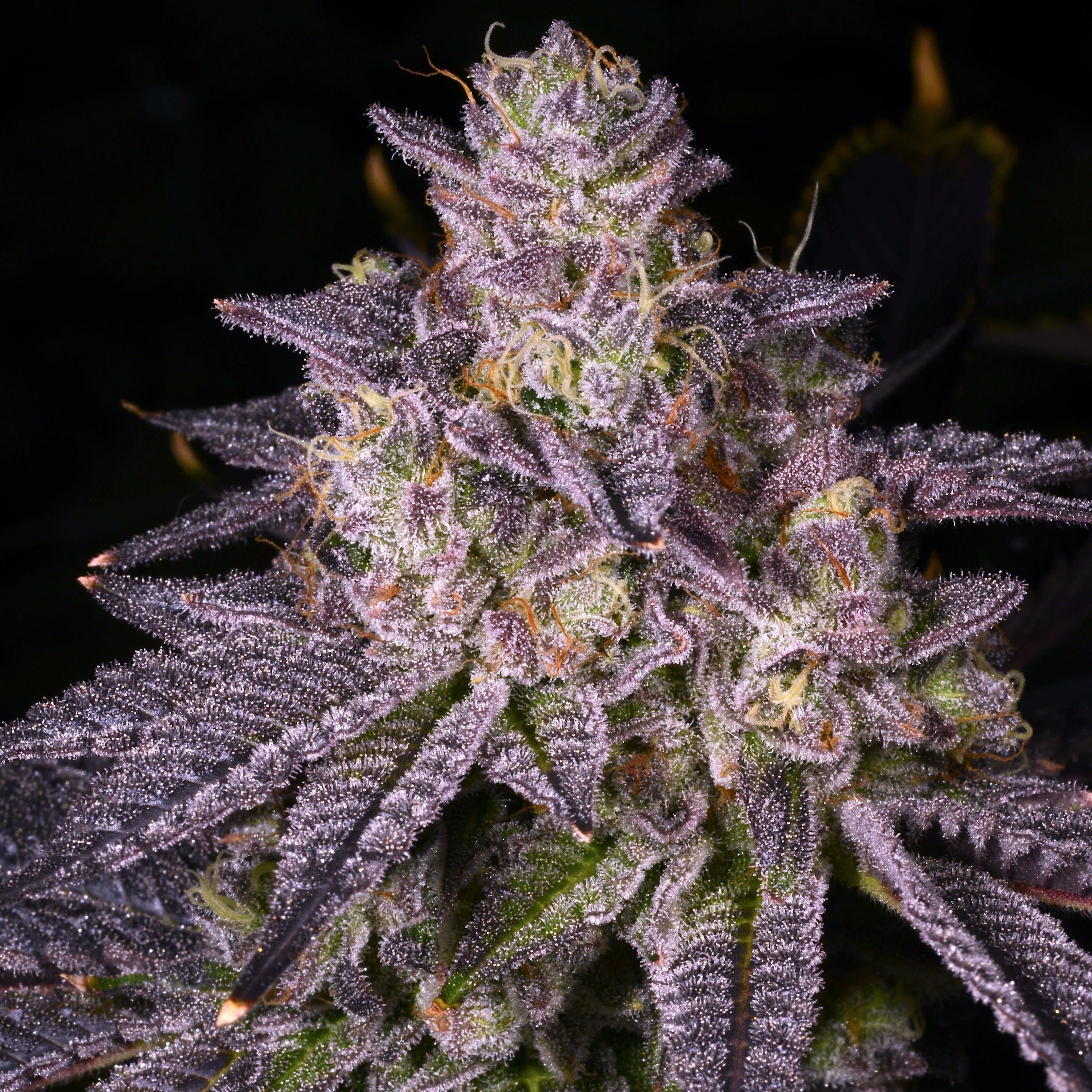 Cultivar image 1