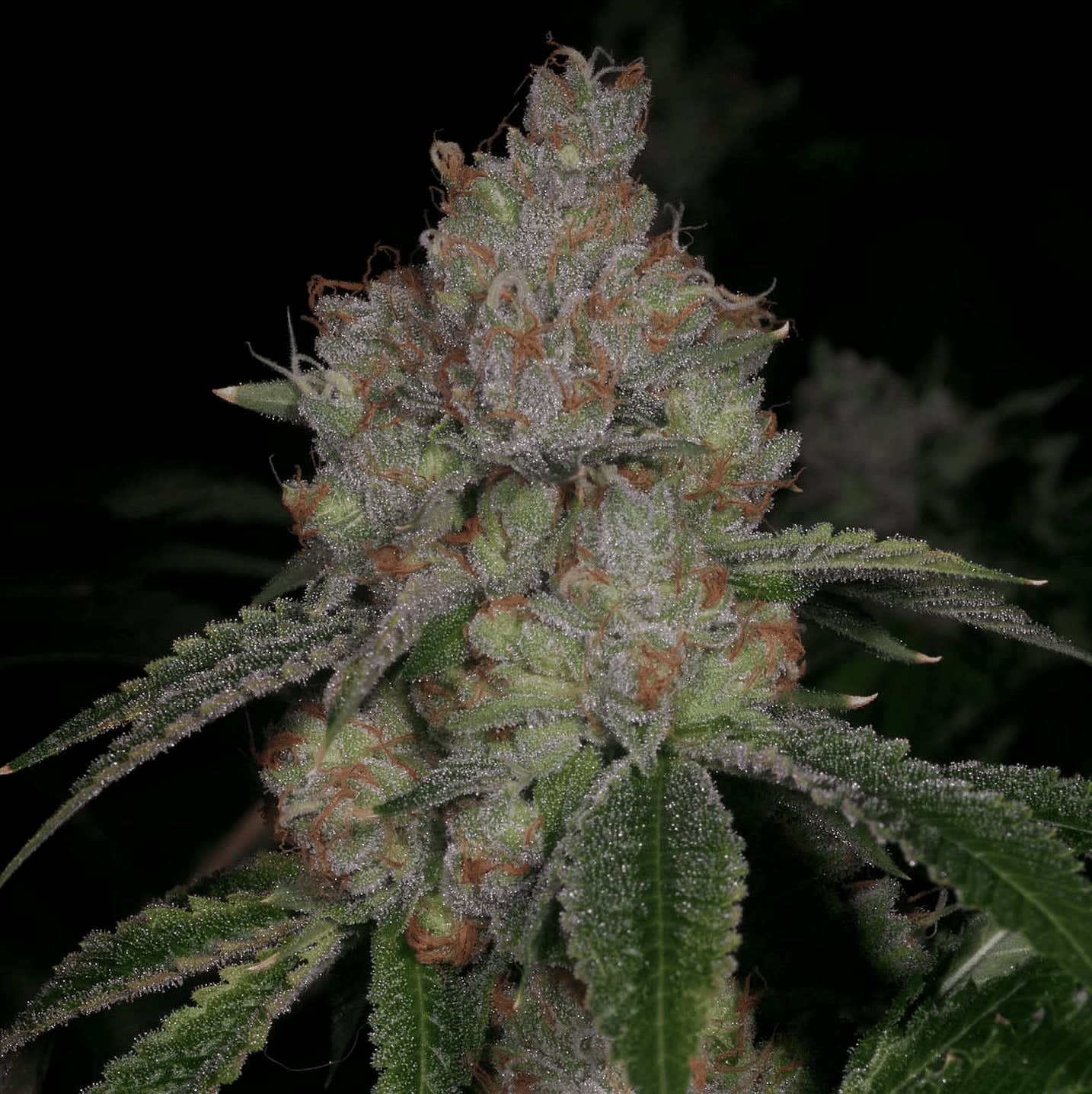 Cultivar image 1