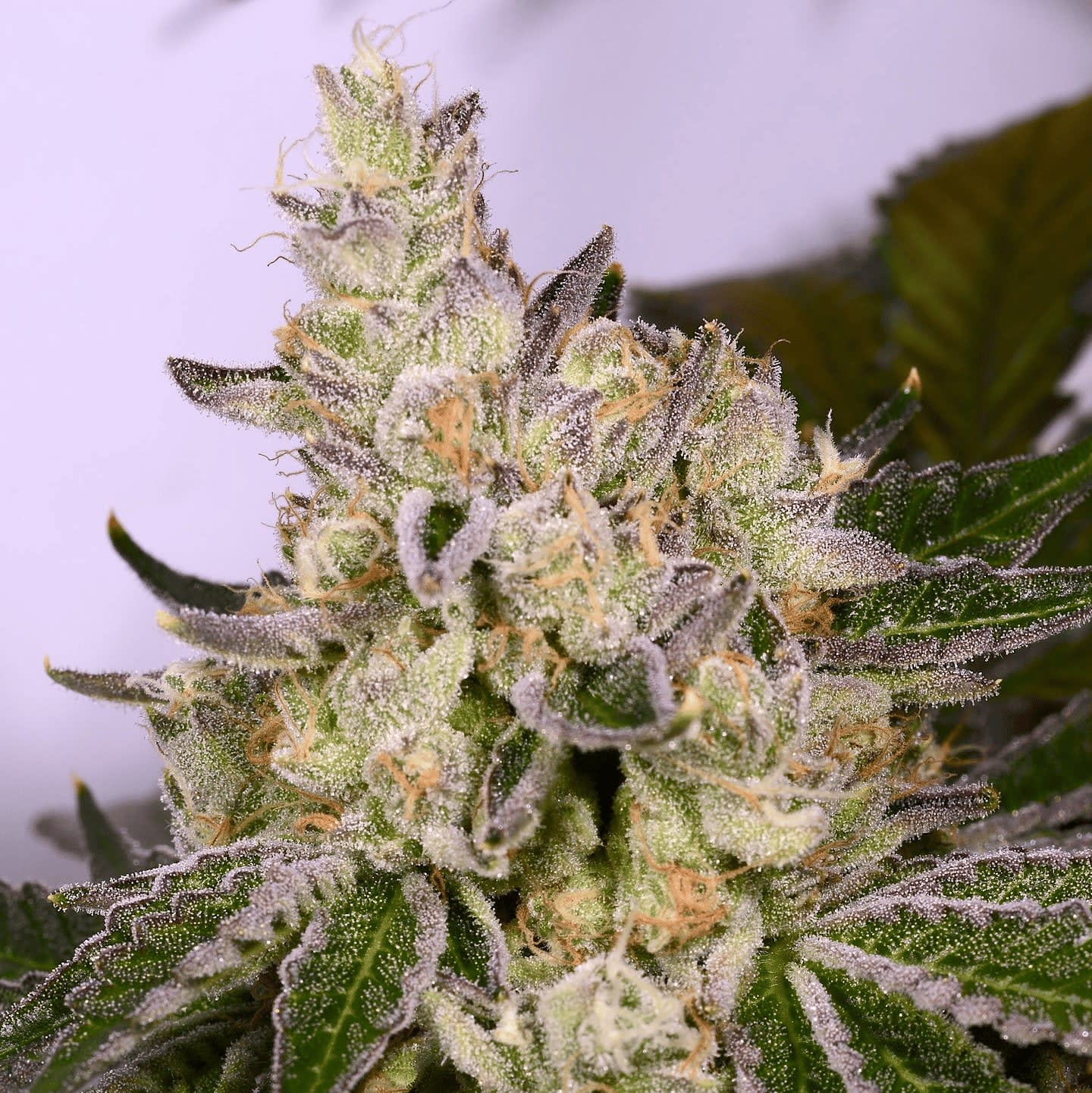 Cultivar image 1