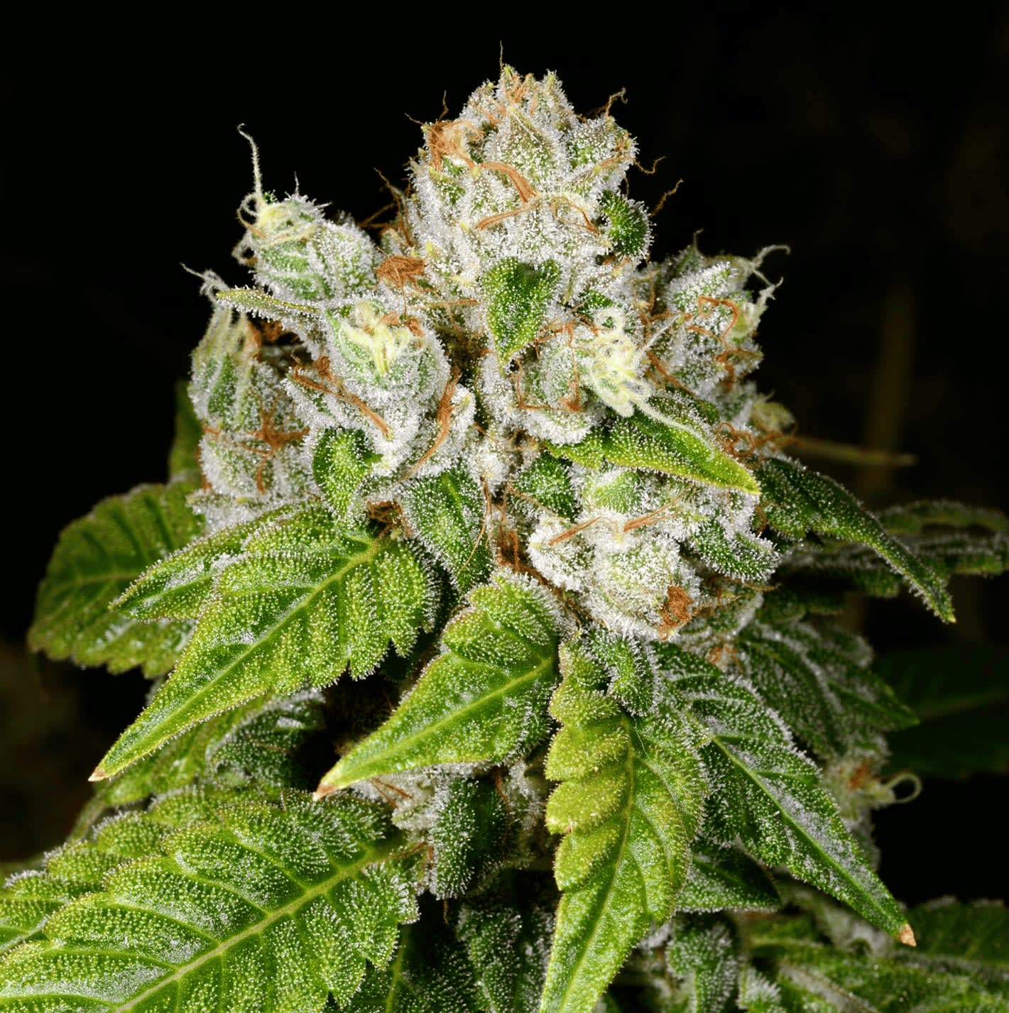 Cultivar image 1
