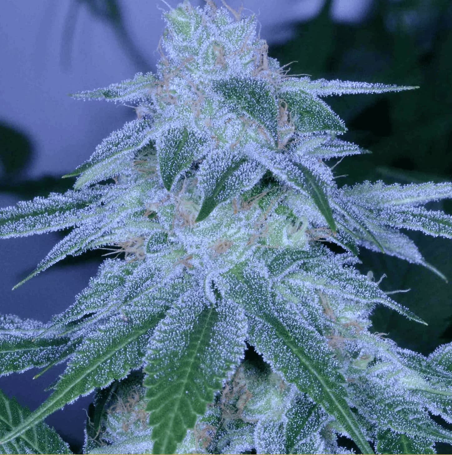 Cultivar image 1