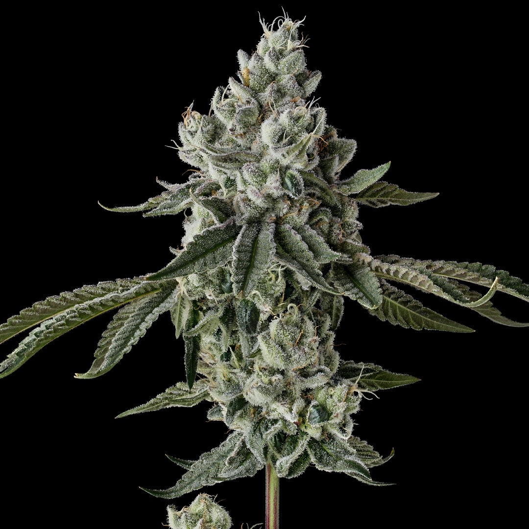 Cultivar image 1