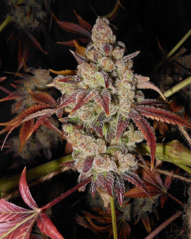 Cultivar image 1