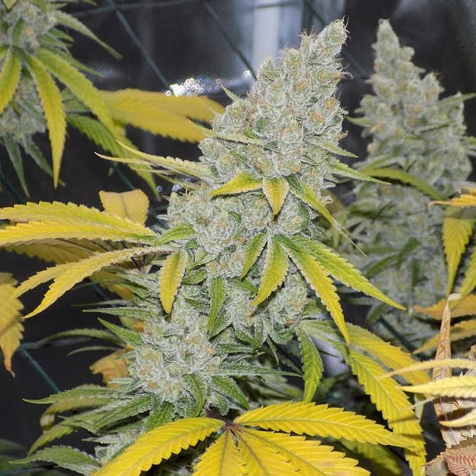 Cultivar image 1