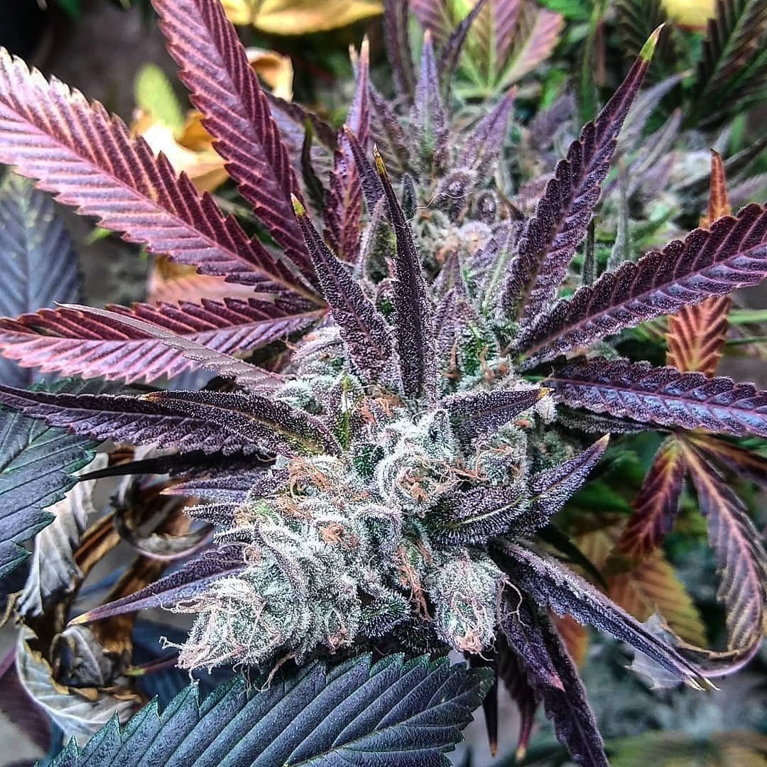 Cultivar image 1