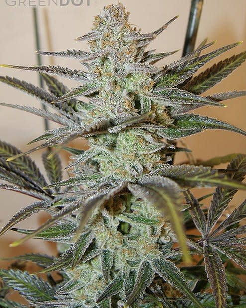Cultivar image 1