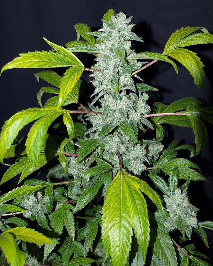 Cultivar image 1