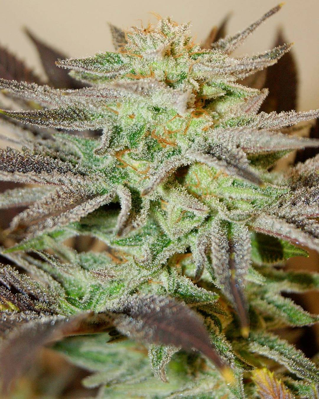 Cultivar image 1