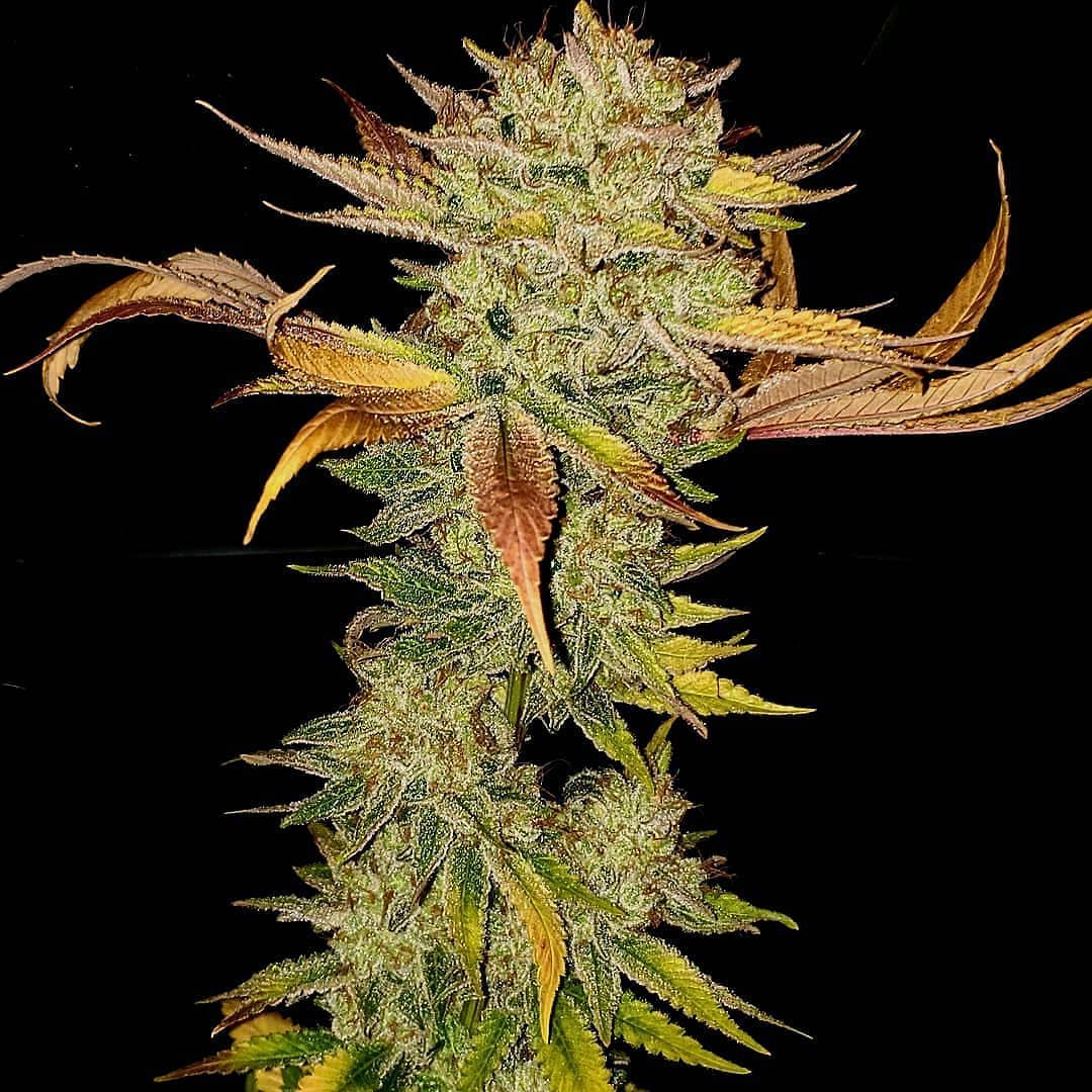 Cultivar image 1
