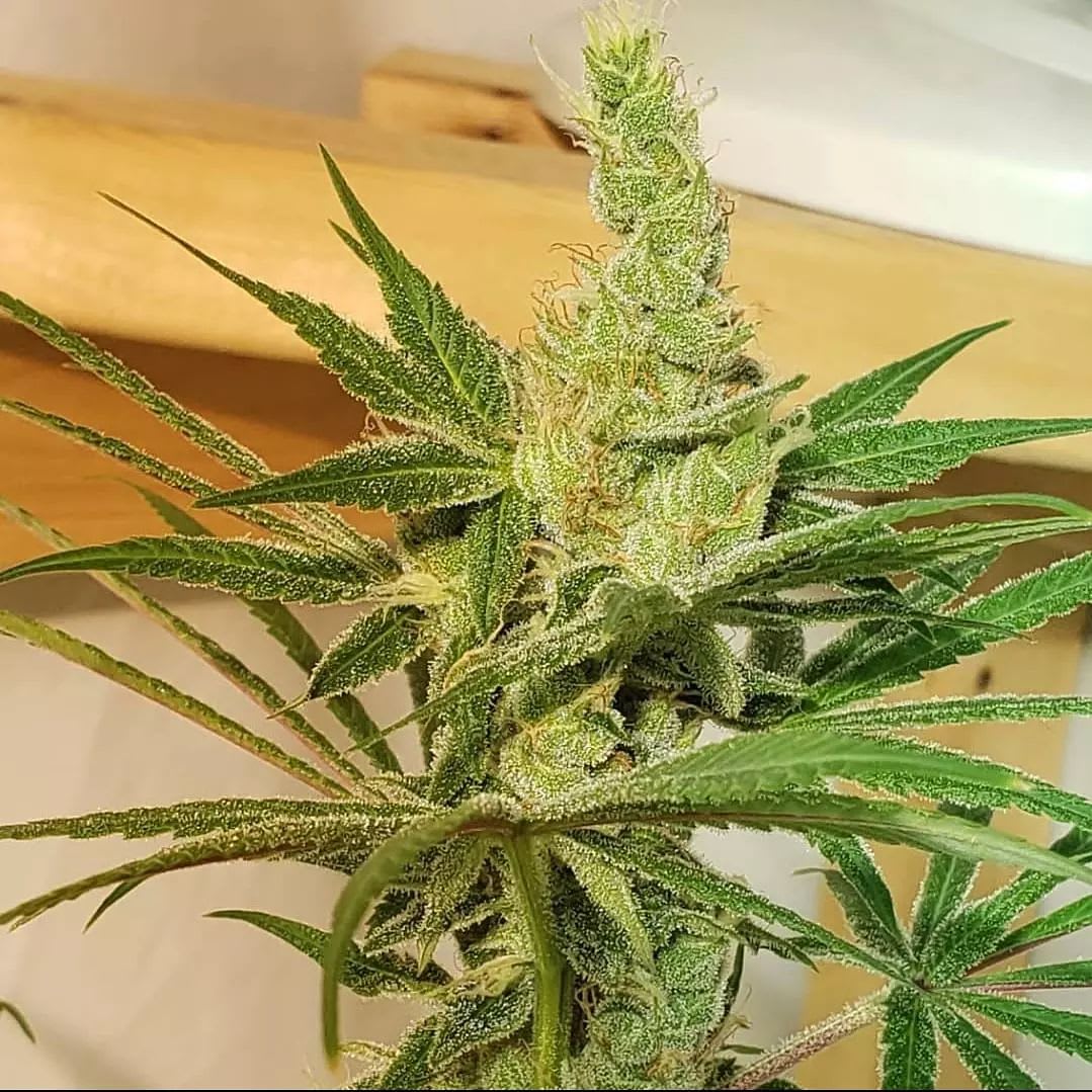Cultivar image 1