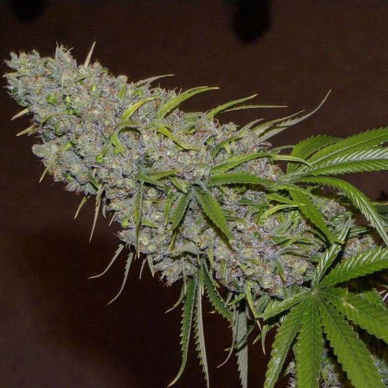 Cultivar image 1