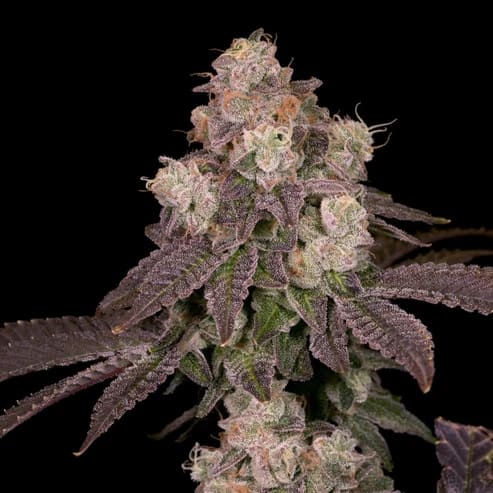 Cultivar image 1