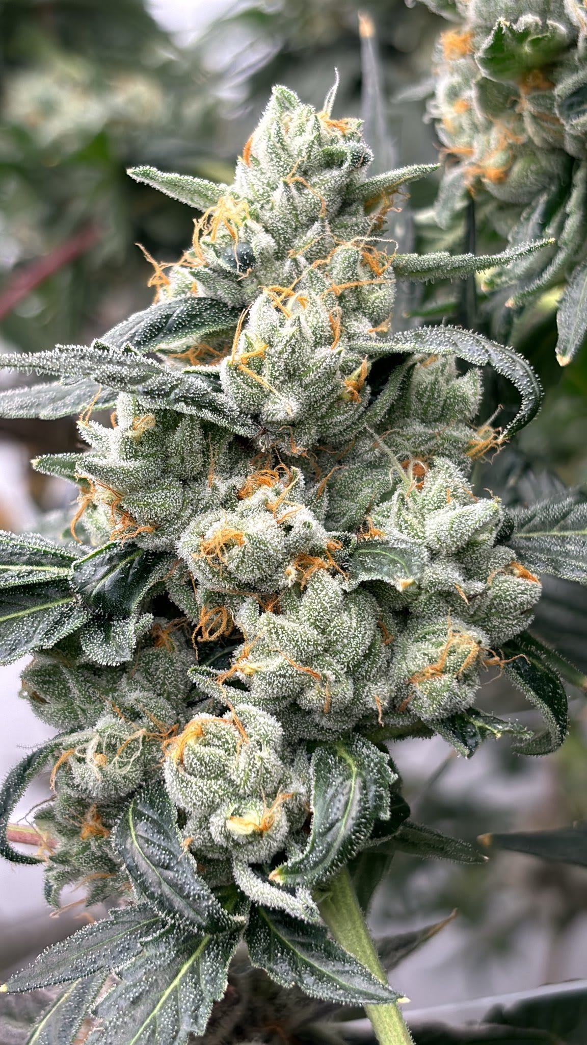 Cultivar image 1
