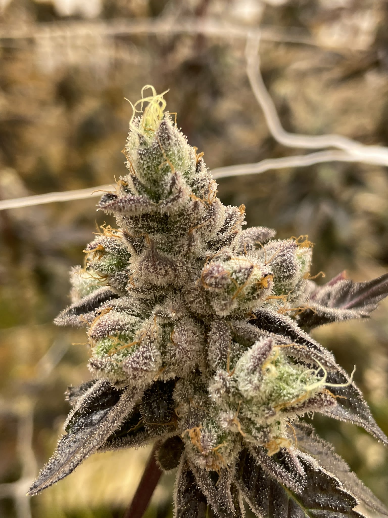 Cultivar image 1