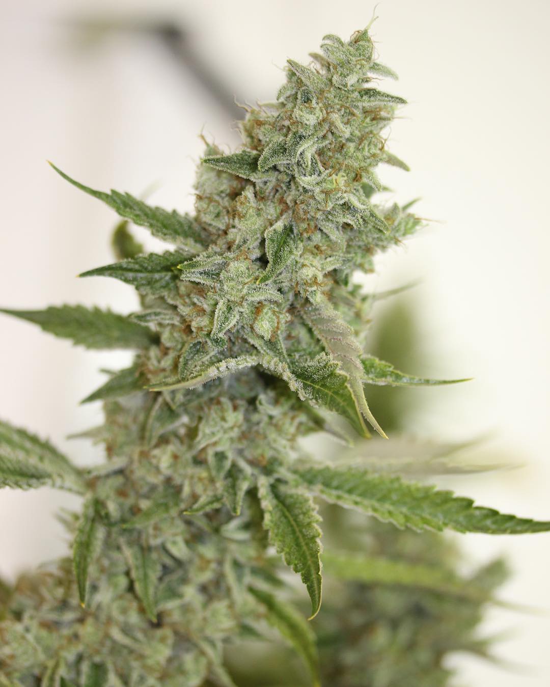 Cultivar image 1