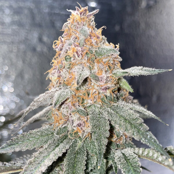 Cultivar image 1