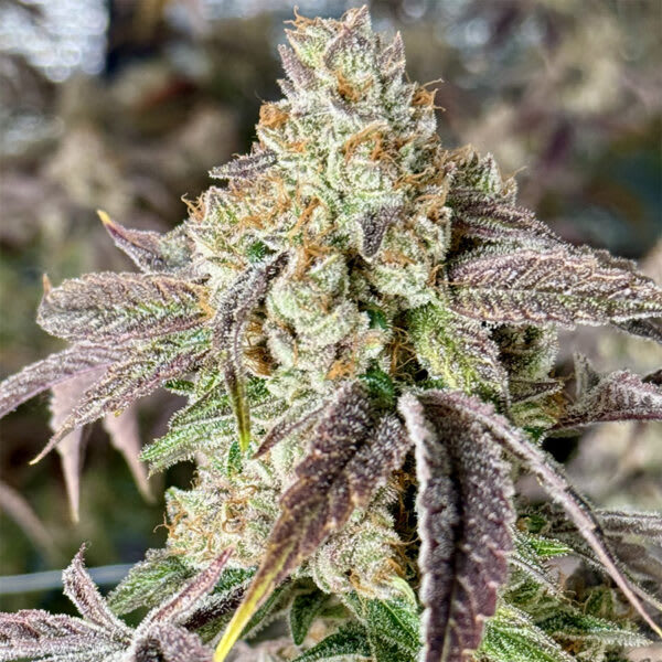 Cultivar image 1