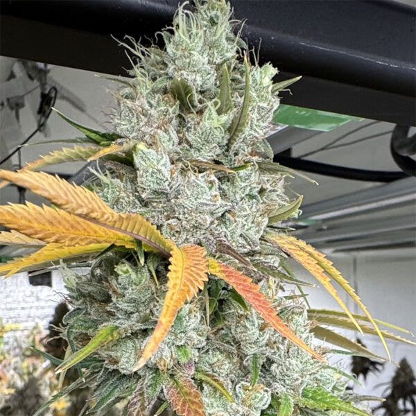 Cultivar image 1