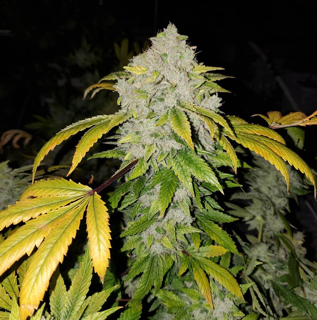 Cultivar image 1