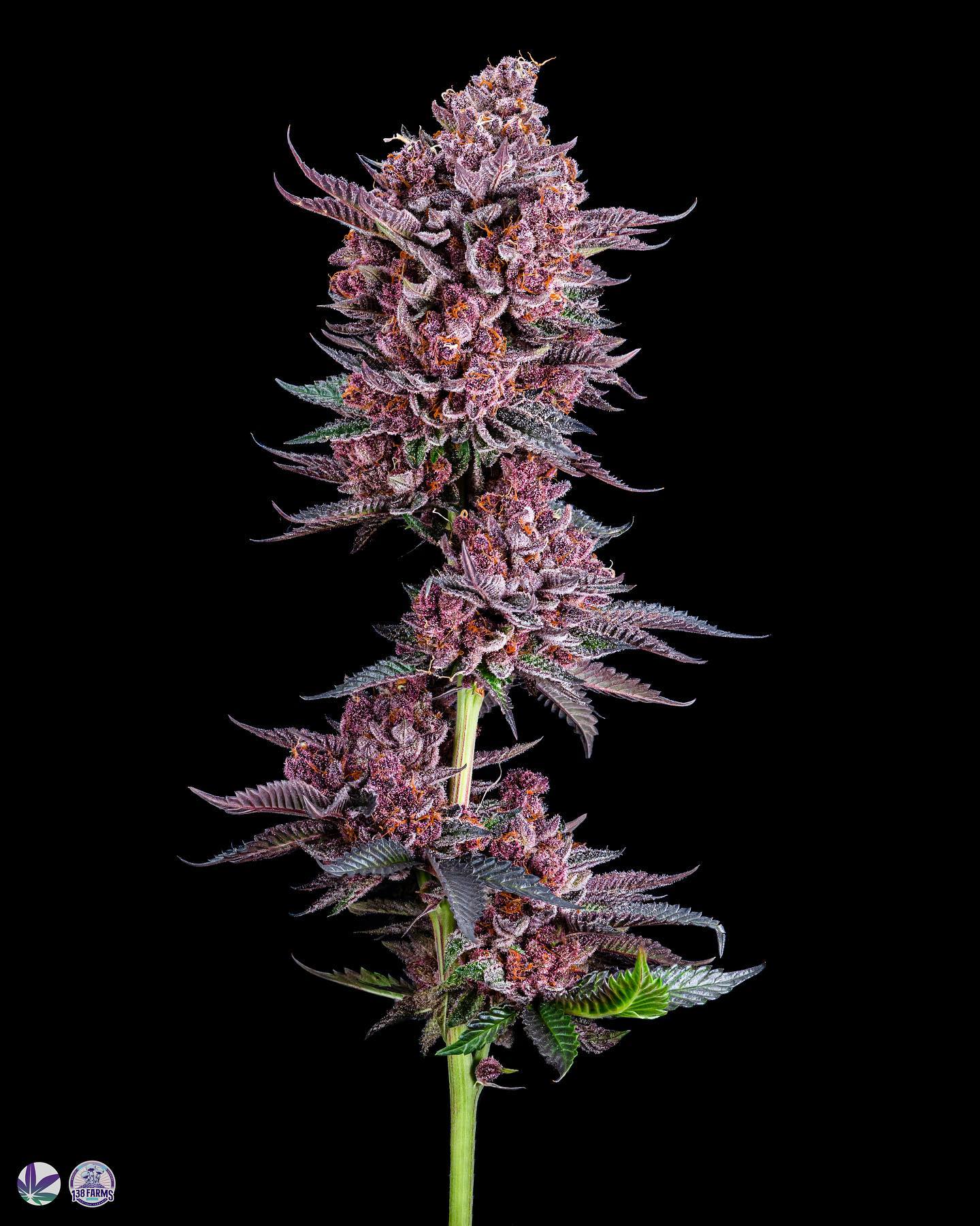 Cultivar image 1