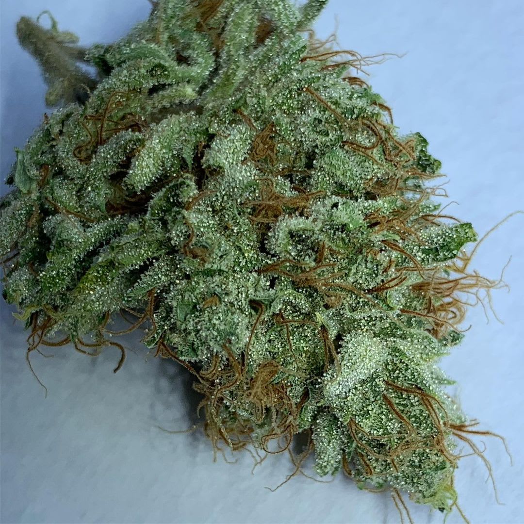 Cultivar image 1