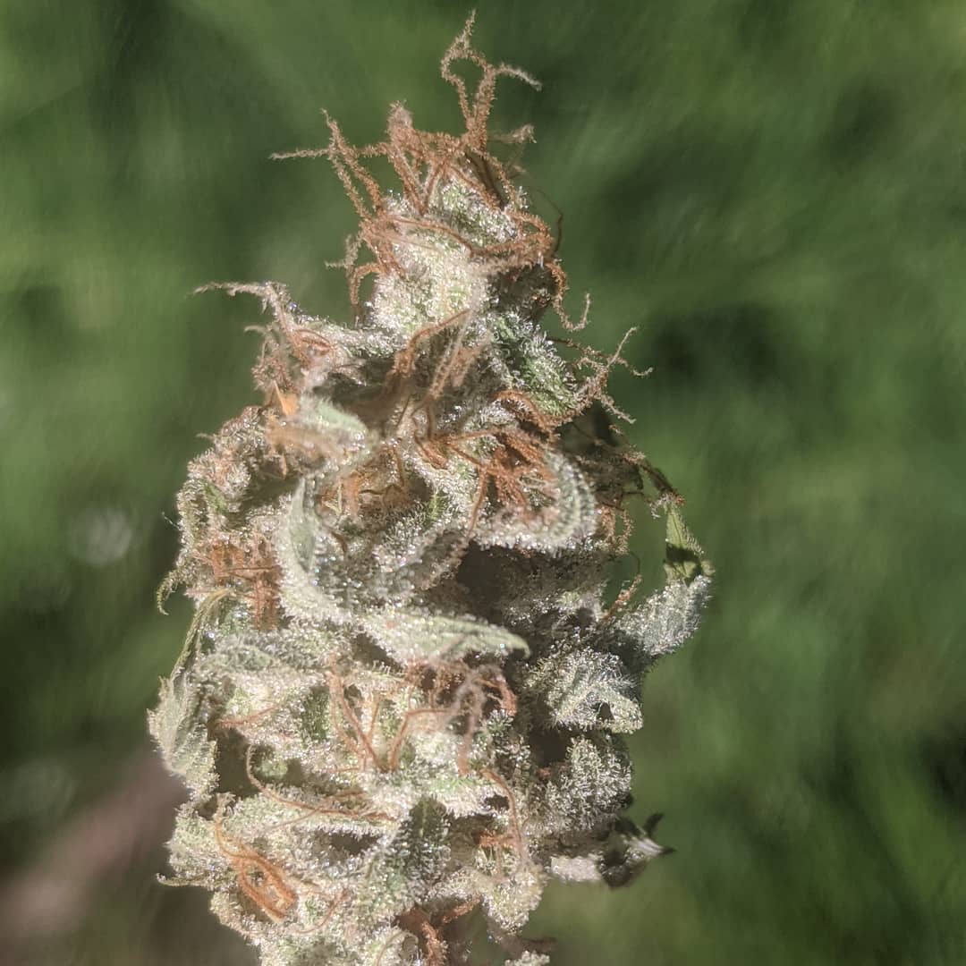 Cultivar image 1