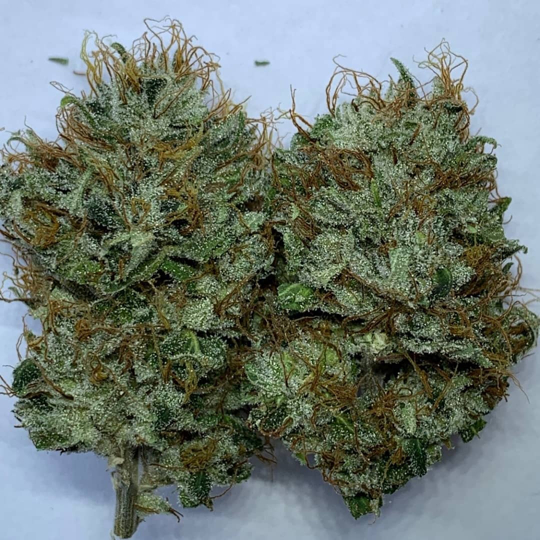 Cultivar image 1