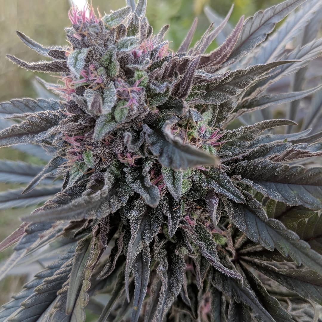 Cultivar image 1