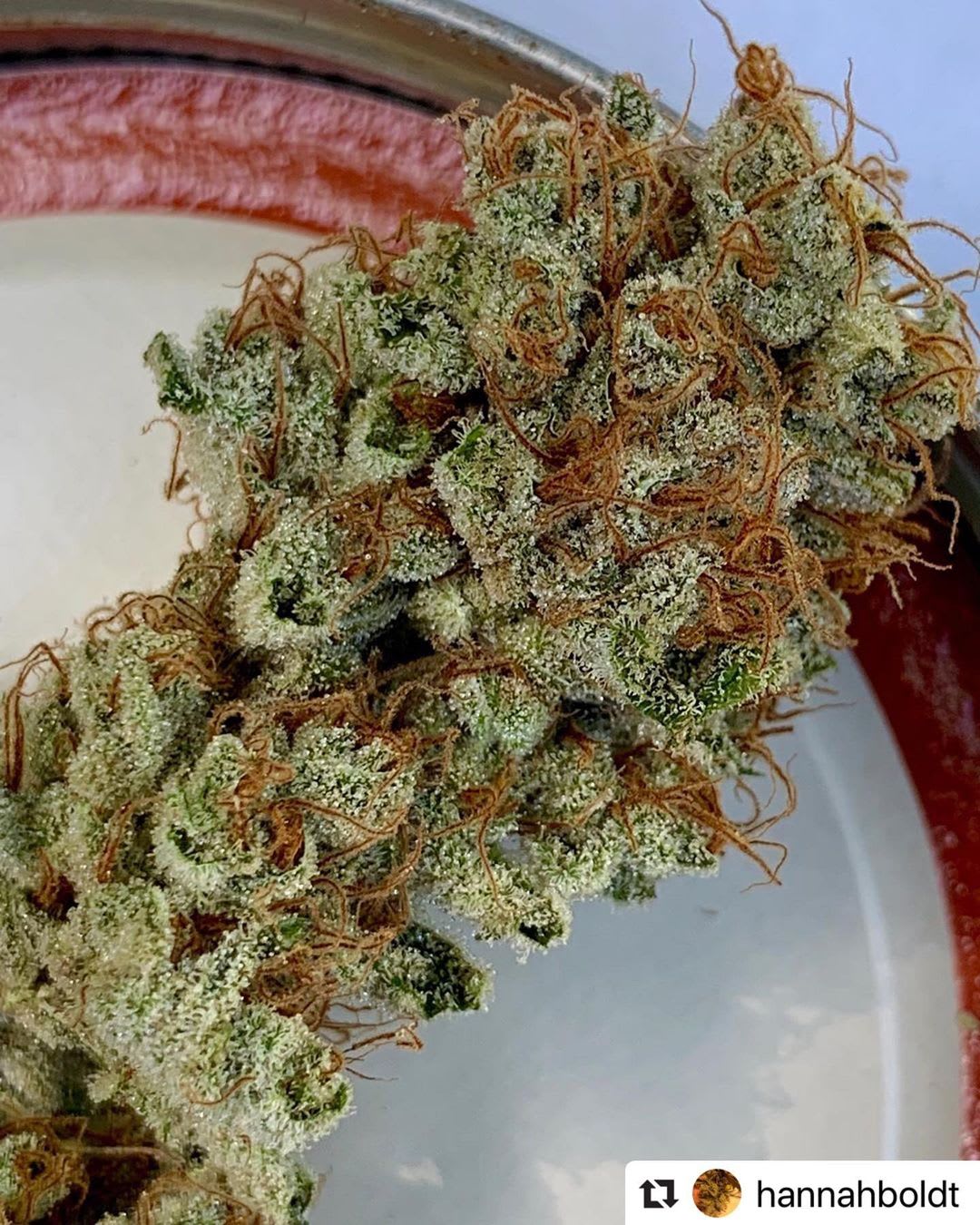 Cultivar image 1