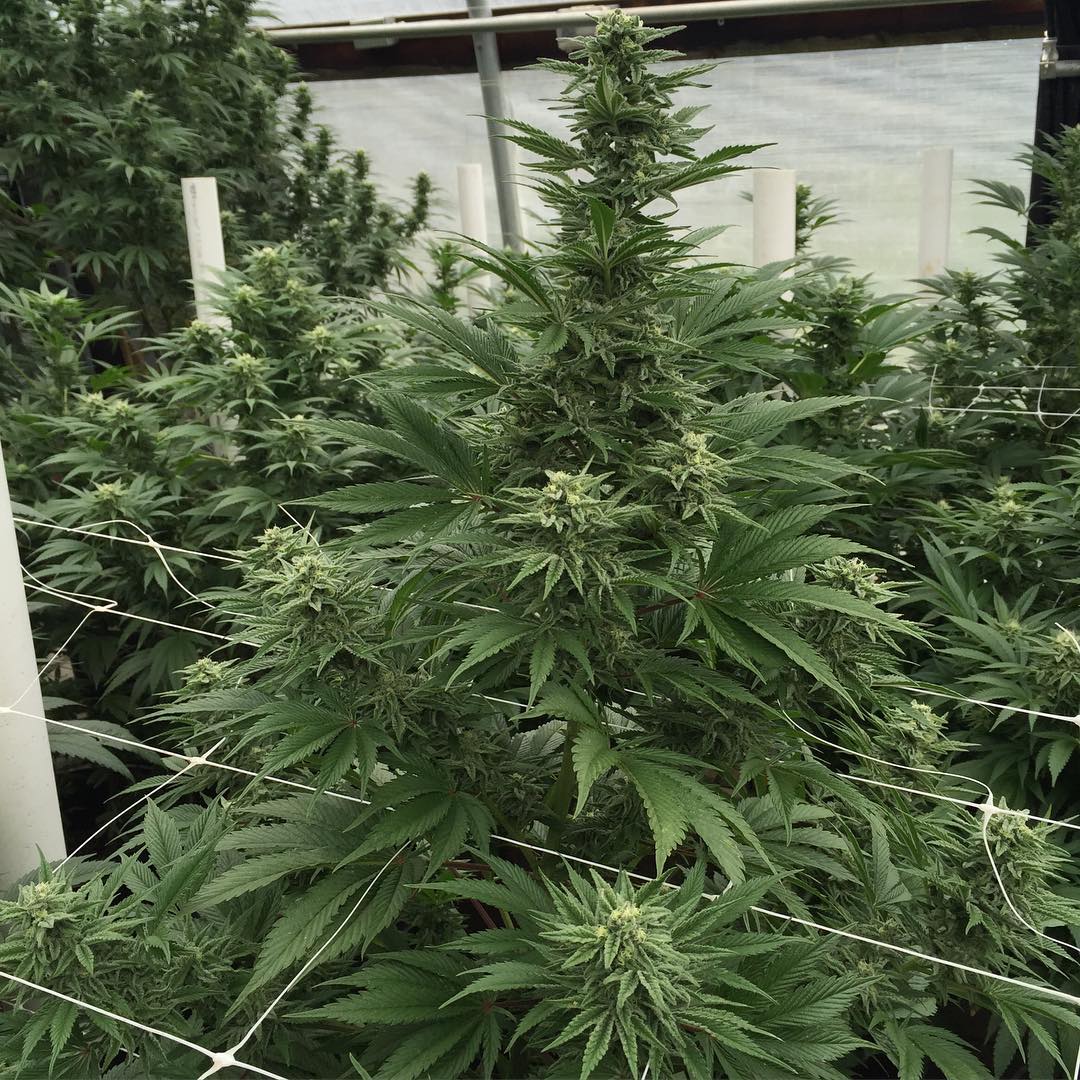 Cultivar image 2