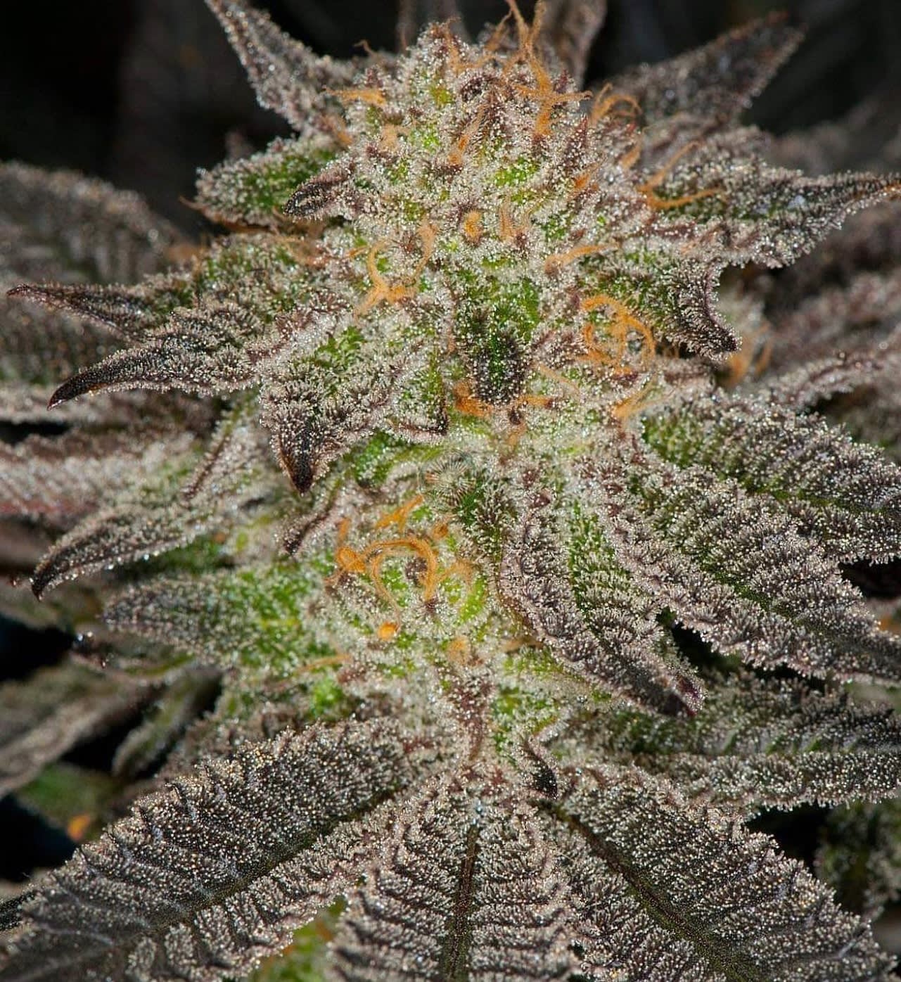 Cultivar image 1