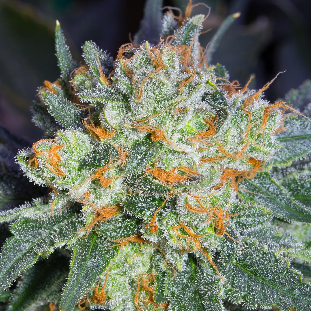 Cultivar image 1