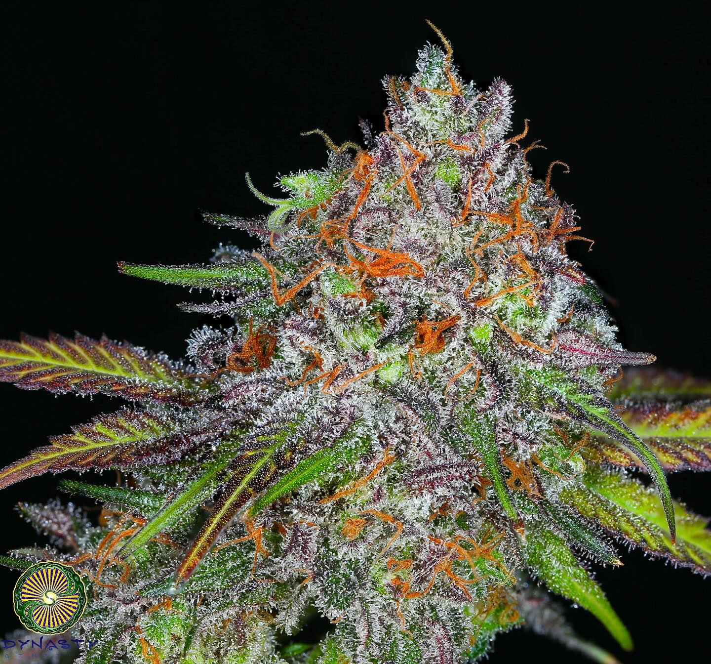 Cultivar image 1