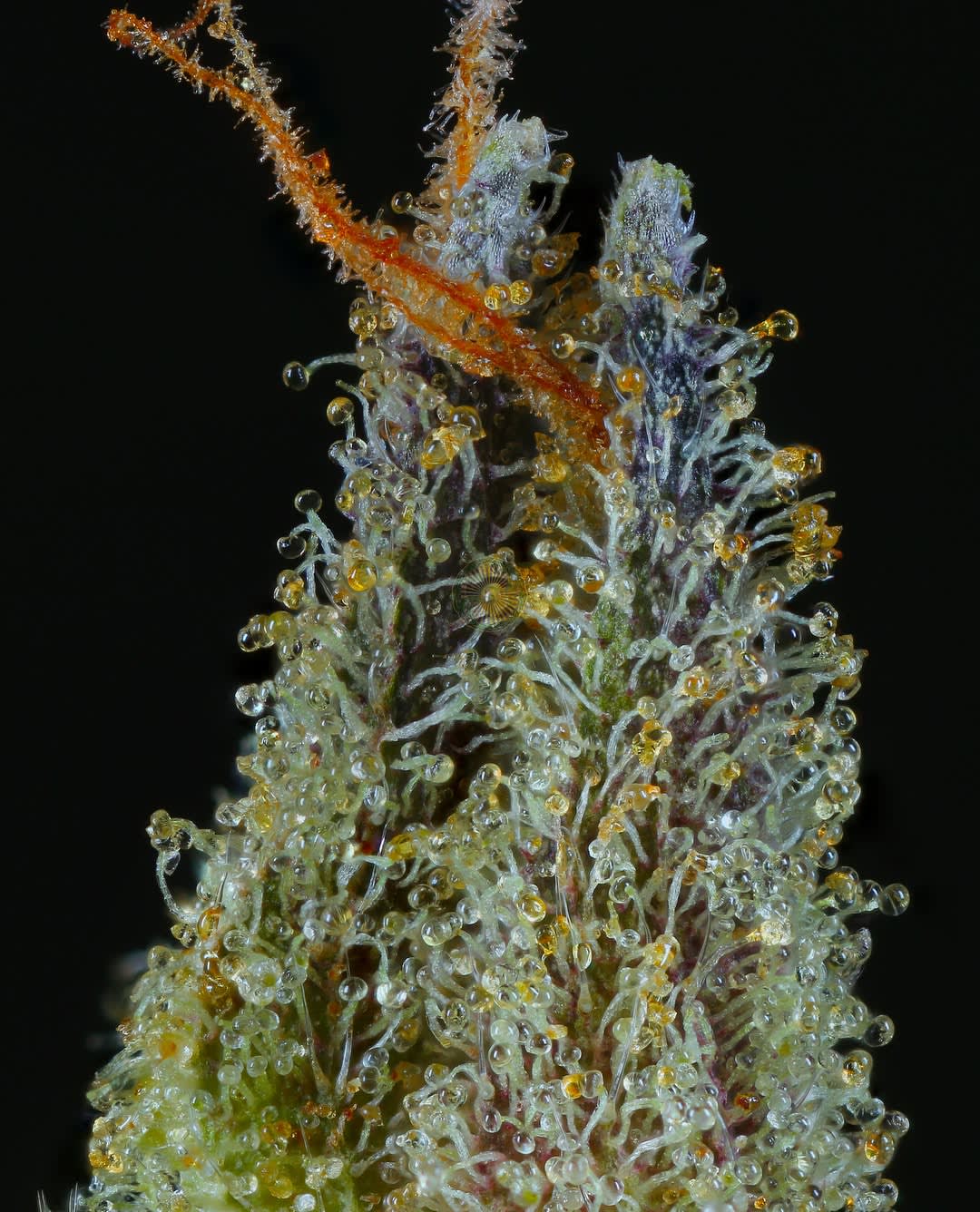 Cultivar image 1