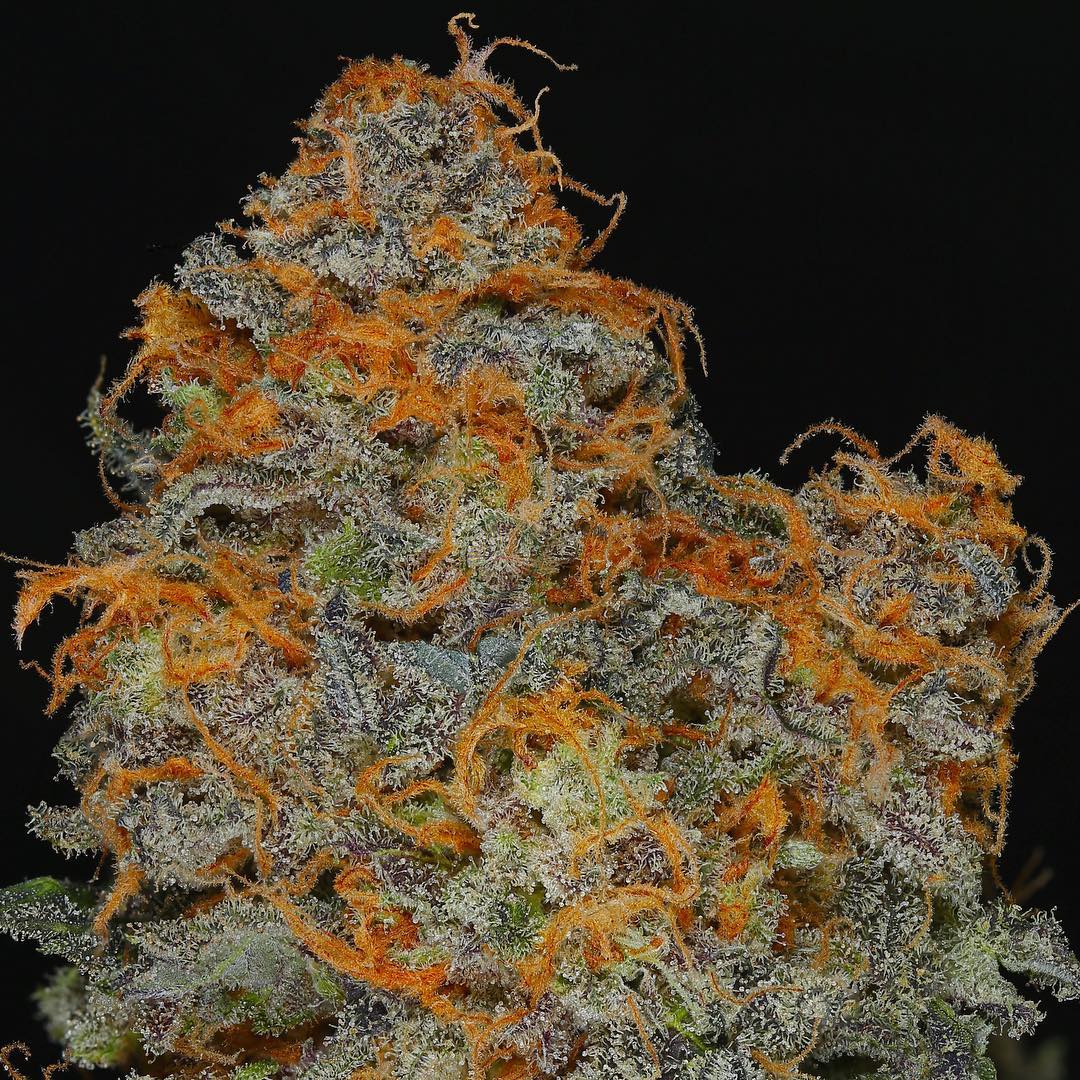 Cultivar image 1