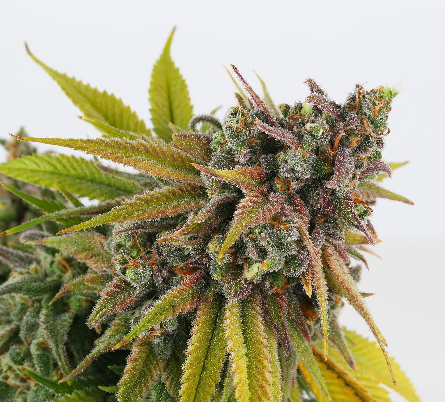 Cultivar image 1