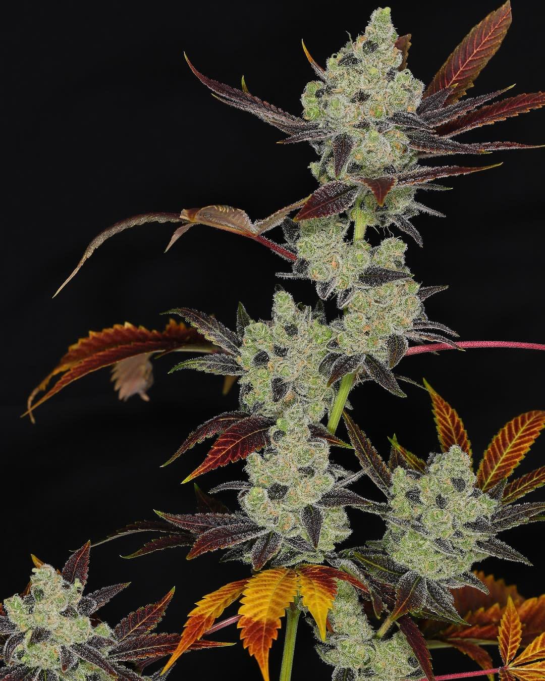 Cultivar image 1
