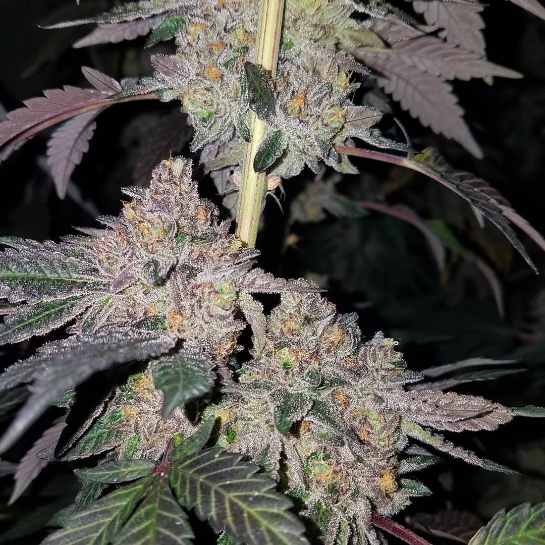 Sunset Sherbert