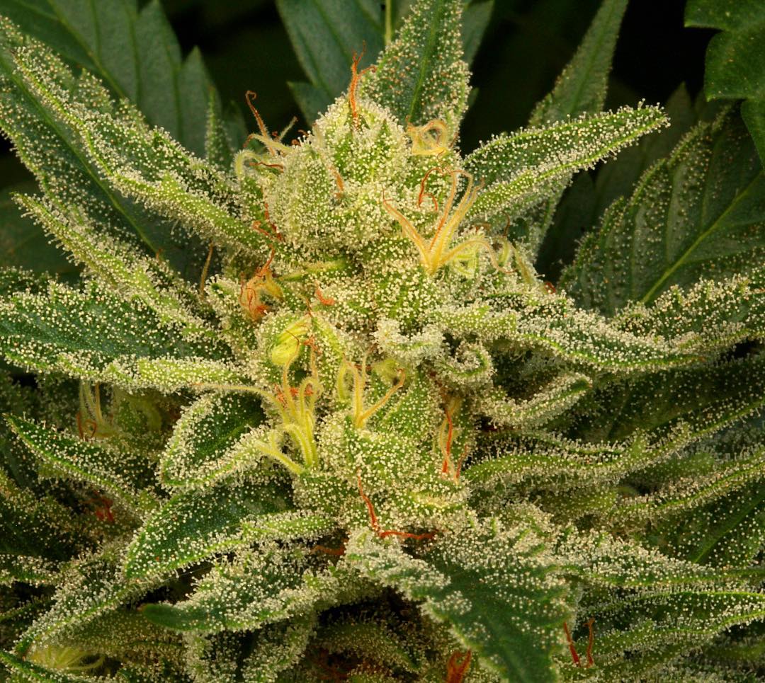 Strawberry Banana