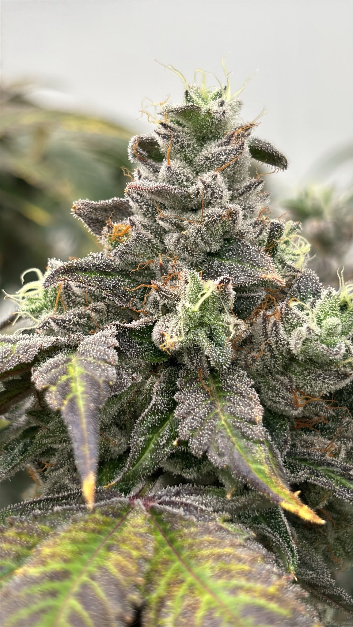 Pi-Chew