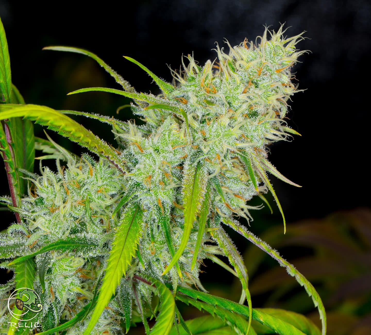 Super Silver Sour Diesel