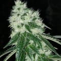 Cultivar image 4