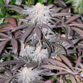 Cultivar image 1