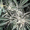 Cultivar image 1