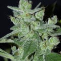 Cultivar image 2