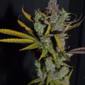 Cultivar image 2