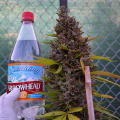 Cultivar image 2